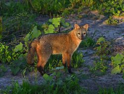 20211220222745 El Palmar National Park grey fox